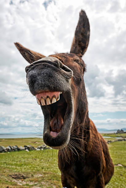 laughing-donkey.jpg