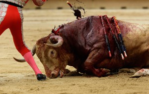 bull-fight-the-kill-300x190.jpg