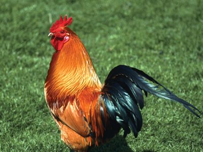 rooster-Rhode-Island-Red-roosters-chicken-domestication.jpg