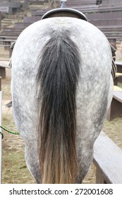 horse-bottom-tail-closeup-symmetric-260nw-272001608.jpg
