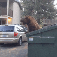 Bear Leaving GIF by Storyful